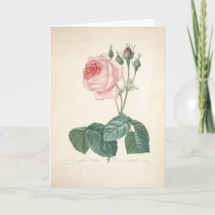 Rosa Centifolia Bullata by Redoute Sympathy Card