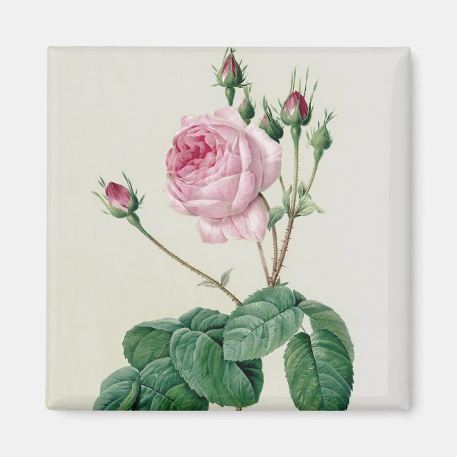 Rosa Centifolia Bullata Magnet (Front)