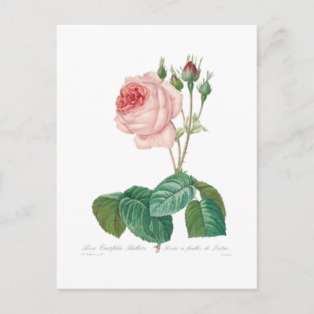 Rosa centifolia bullata postcard (Front)