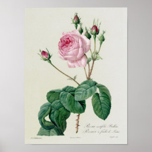 Rosa Centifolia Bullata Poster
