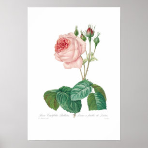 Rosa centifolia bullata poster