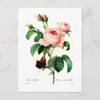 Rosa centifolia by Pierre-Joseph Redouté Postcard