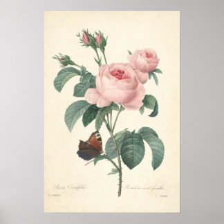 Rosa Centifolia Canvas Print