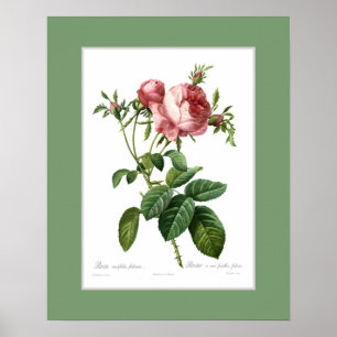 Rosa centifolia foliacea,Custom border Poster