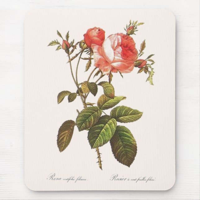 Rosa Centifolia Foliacea Mouse Mat (Front)