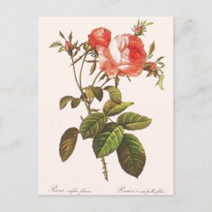 Rosa Centifolia Foliacea Postcard