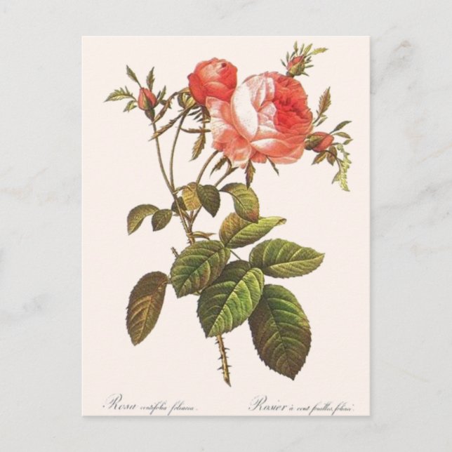 Rosa Centifolia Foliacea Postcard (Front)