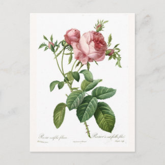 Rosa centifolia foliacea postcard
