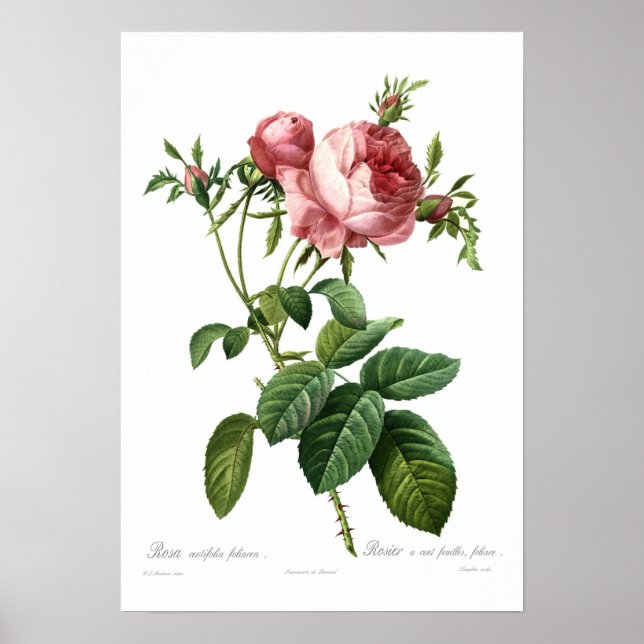 Rosa centifolia foliacea poster (Front)