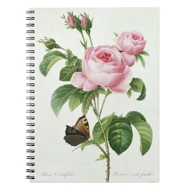 Rosa Centifolia Notebook (Front)