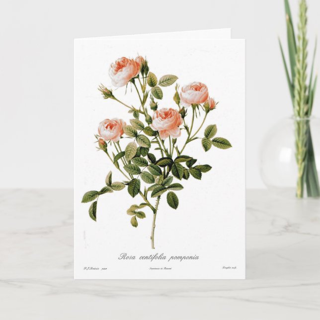 Rosa centifolia pomponia card (Front)