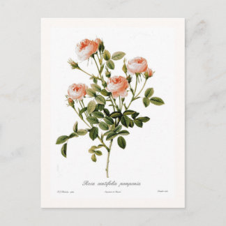 Rosa centifolia pomponia postcard