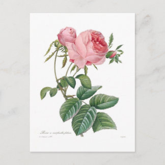 Rosa centifolia postcard