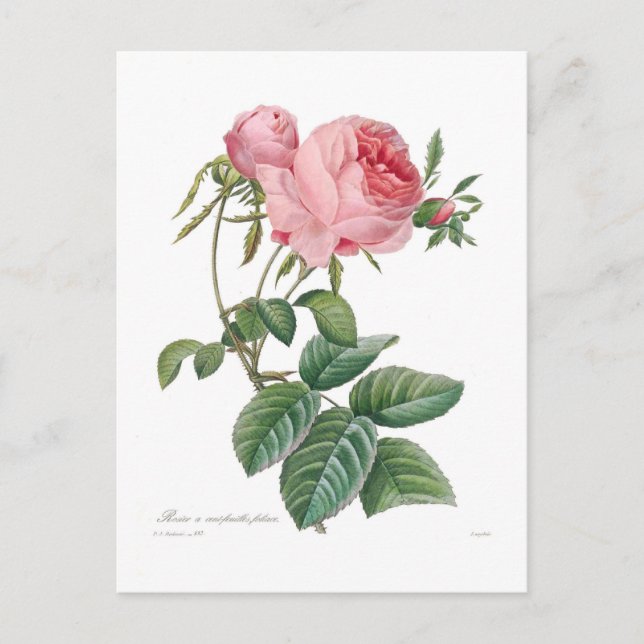 Rosa centifolia postcard (Front)