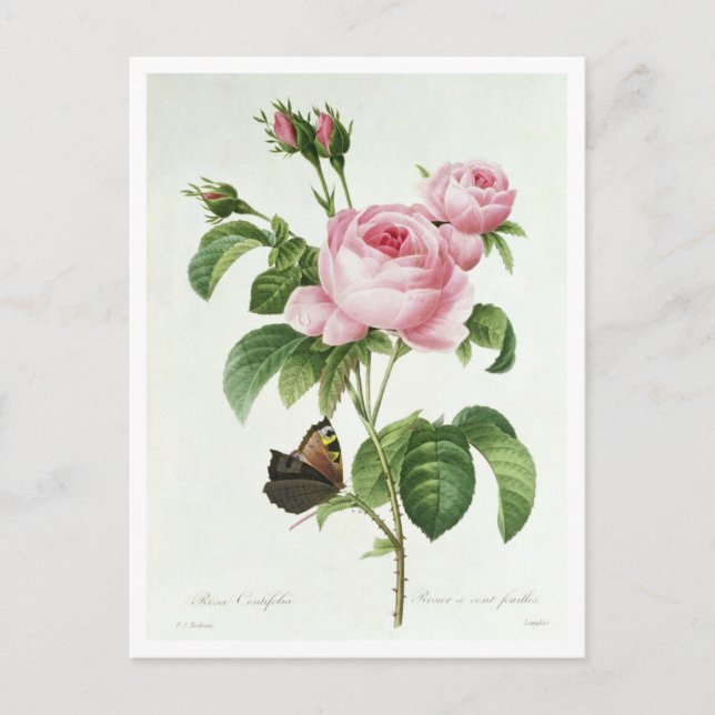 Rosa Centifolia Postcard (Front)