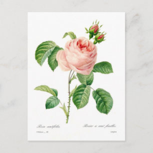 Rosa centifolia postcard