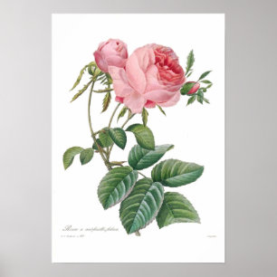 Rosa centifolia poster