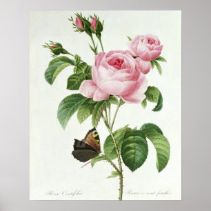 Rosa Centifolia Poster