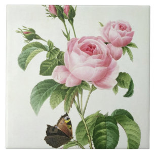 Rosa Centifolia Tile