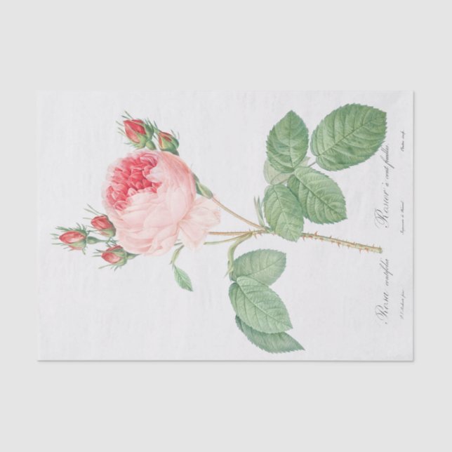 Rosa centifolia tissue paper (Front)