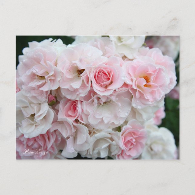 Rosa Cerezo [Postcard] Postcard (Front)