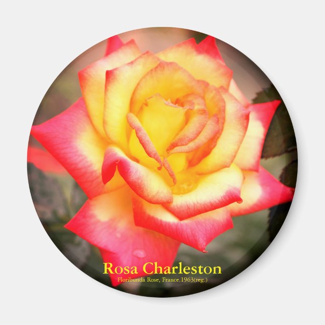 Rosa Charleston：Round Magnet (Front)