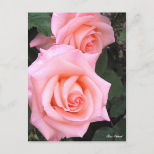 Rosa Cherish:Postcard Postcard