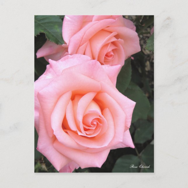 Rosa Cherish：Postcard Postcard (Front)