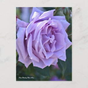 Rosa Climbing Blue Moon [Postcard] ポストカード Postcard