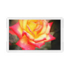 Rosa Climbing Charleston:Acrylic Tray