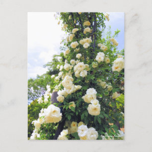 Rosa Climbing Iceberg:Postcard Postcard