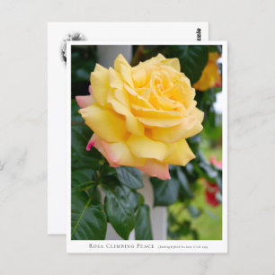 Rosa Climbing Peace Postcard