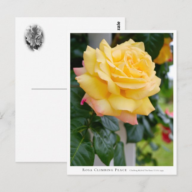 Rosa Climbing Peace Postcard (Front/Back)
