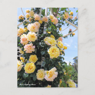 Rosa Climbing Peace:Postcard Postcard