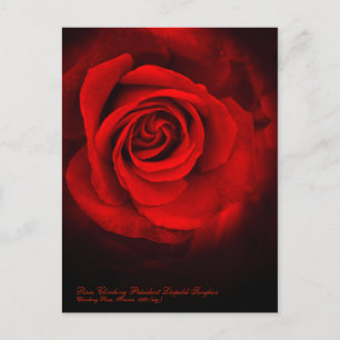 Rosa Climbing Président Léopold Senghor Postcard
