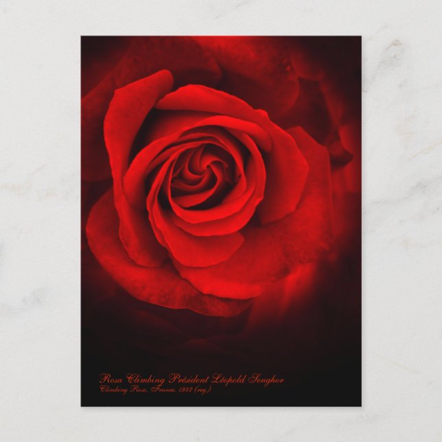 Rosa Climbing Président Léopold Senghor Postcard (Front)