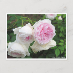 Rosa Clotilde Soupert Postcard