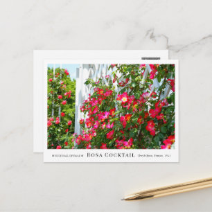 Rosa Cocktail Postcard