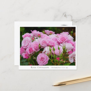 Rosa Cotillion Postcard