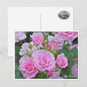 Rosa Cotillion Postcard