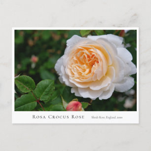 Rosa Crocus Rose Postcard