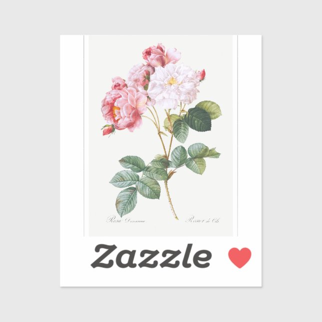 Rosa Damascena   (Sheet)