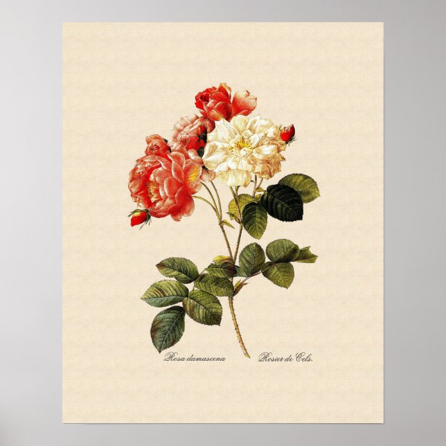 Rosa damascena celsiana poster (Front)