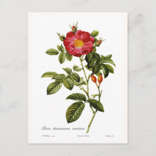 Rosa damascena coccinea postcard