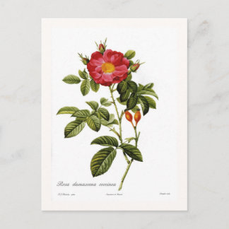 Rosa damascena coccinea postcard
