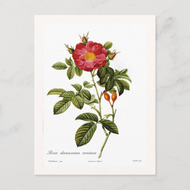 Rosa damascena coccinea postcard (Front)
