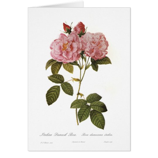 Rosa damascena italica card