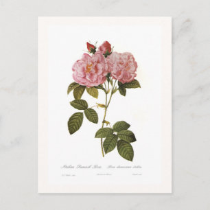 Rosa damascena italica postcard