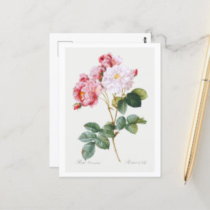 Rosa Damascena Postcard