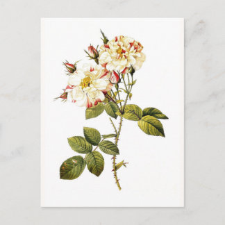 Rosa damascena variegata postcard